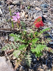 Erodium