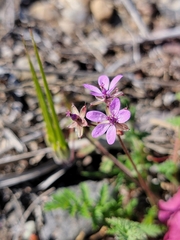 Erodium