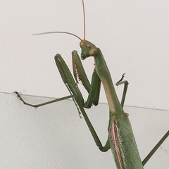 Coptopteryx argentina