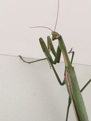 Coptopteryx argentina