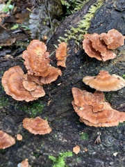 Cerrena zonata