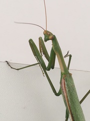 Coptopteryx argentina