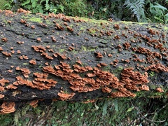 Cerrena zonata