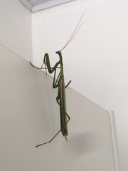 Coptopteryx argentina