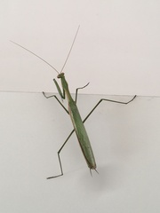 Coptopteryx argentina