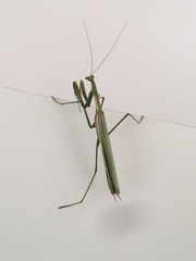 Coptopteryx argentina