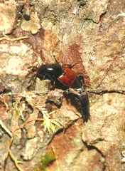 Quedius invreae