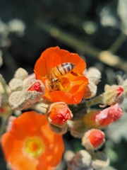 Apis mellifera