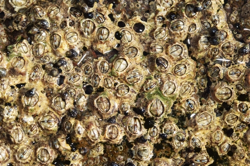 Chthamalus stellatus