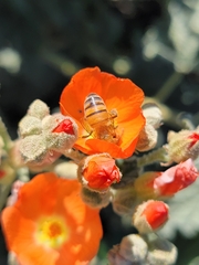 Apis mellifera