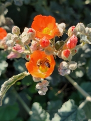 Apis mellifera