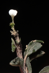 Weberbauera spathulifolia