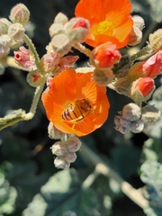Apis mellifera