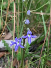 Lobelia gibbosa
