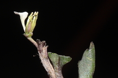 Weberbauera spathulifolia