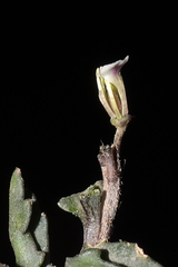 Weberbauera spathulifolia