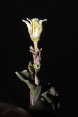 Weberbauera spathulifolia