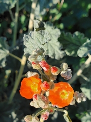 Sphaeralcea