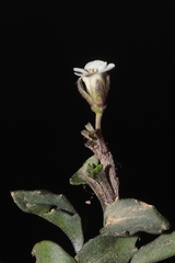 Weberbauera spathulifolia