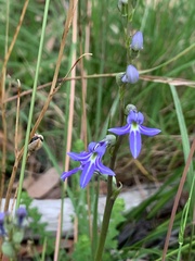 Lobelia gibbosa