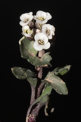 Weberbauera spathulifolia
