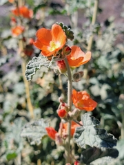 Sphaeralcea