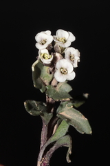Weberbauera spathulifolia