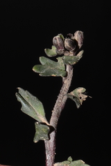 Weberbauera spathulifolia