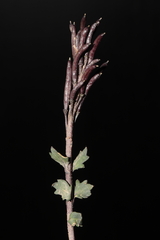 Weberbauera spathulifolia