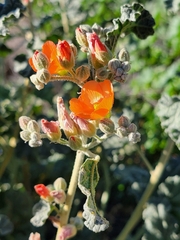 Sphaeralcea