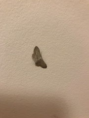 Idaea seriata