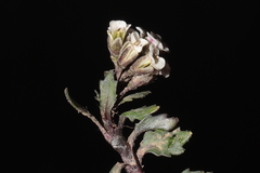 Weberbauera spathulifolia