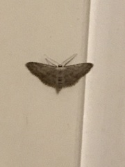Idaea seriata