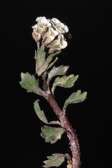 Weberbauera spathulifolia