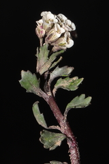 Weberbauera spathulifolia