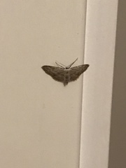 Idaea seriata