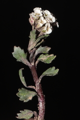 Weberbauera spathulifolia