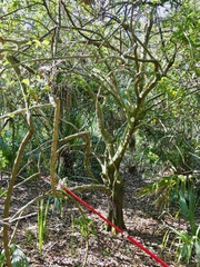 Citrus deliciosa