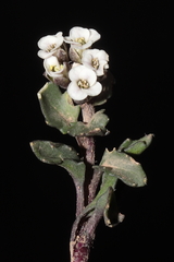 Weberbauera spathulifolia