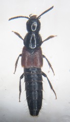 Quedius invreae