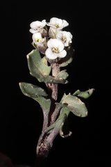 Weberbauera spathulifolia