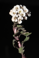 Weberbauera spathulifolia