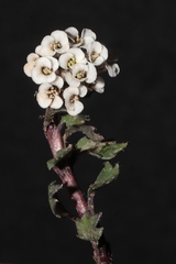 Weberbauera spathulifolia