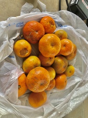 Citrus deliciosa