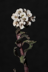 Weberbauera spathulifolia