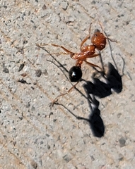 Pogonomyrmex californicus