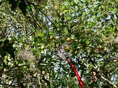 Citrus deliciosa