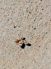 Pogonomyrmex californicus