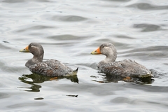 Tachyeres patachonicus