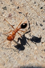 Pogonomyrmex californicus